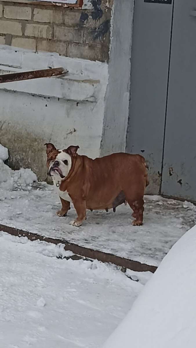 Г Аша Пристраивается собака породы Английский бульдог сука Всё вопросы по