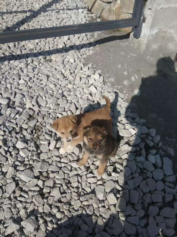 Пристраиваются детки возраст примерно месяца Мама оказалась на улице а сейчас у