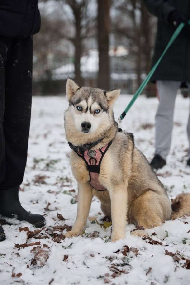 Москва МО Верона ищет дом и активных хозяев Этой милой малышке всего года После