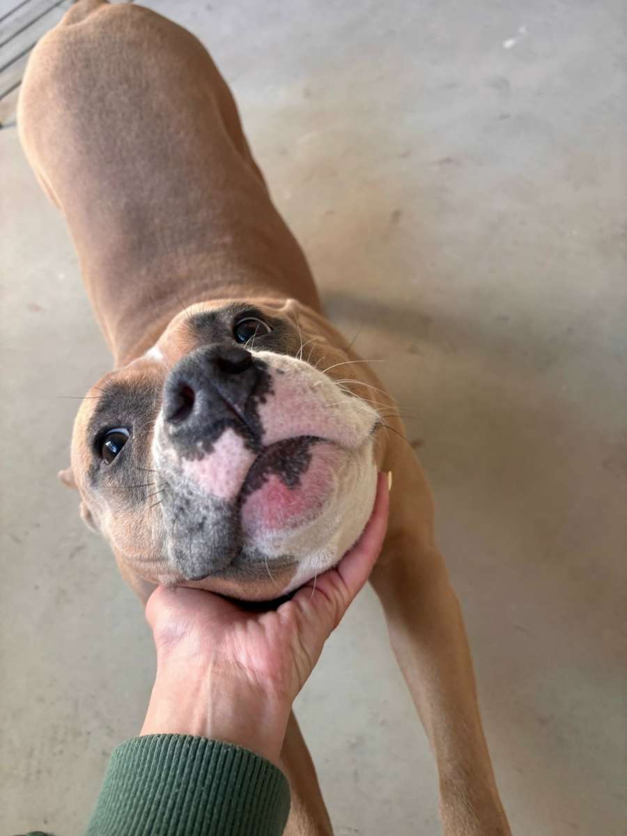 Тверь Хорошая девочка Персия и до сих пор без семьи К сожалению время