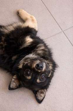 Черныш ищет дом ❤Маленький как шпиц месяцев Больше не вырастет Очень спокойный