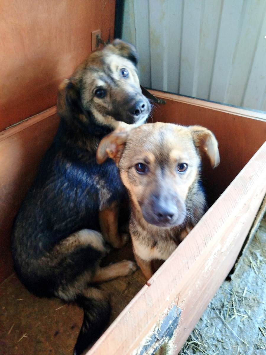 К приюту в Липецке подкинули двух щенков