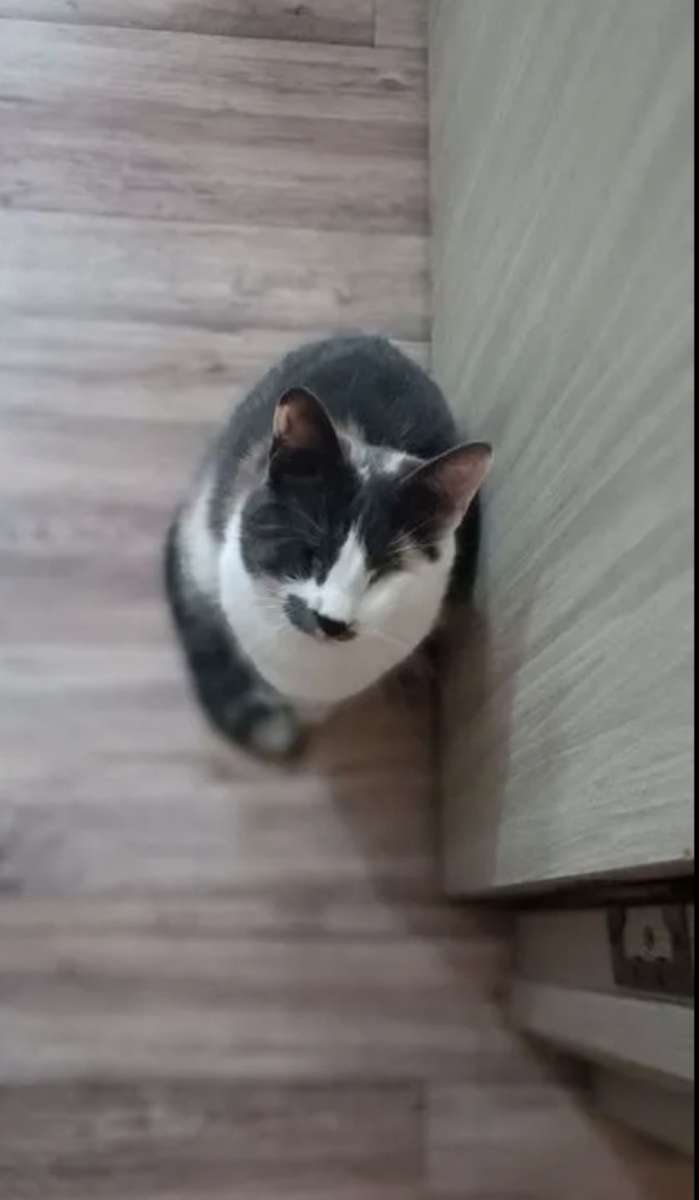 Краснодар ‍⬛ Особенная слепая кошечка Шторм уже года ищет семью Родилась она