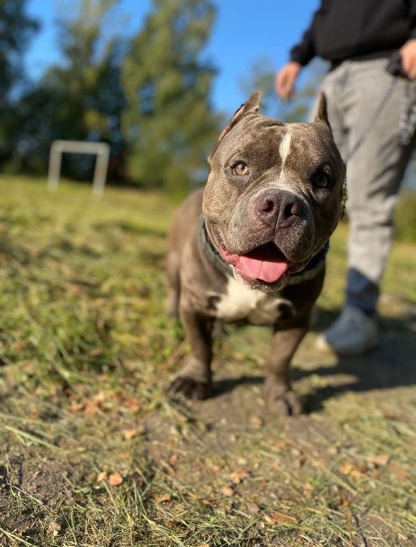 Смоленск Здравствуйте пишу с большой грустью что нужно отдать собаку в добрые