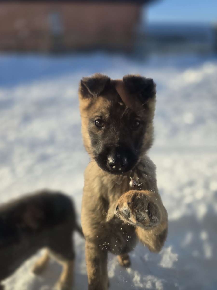 Крик о помощи Шесть щенков были увезены с обочины оживлённой трассы ноября и