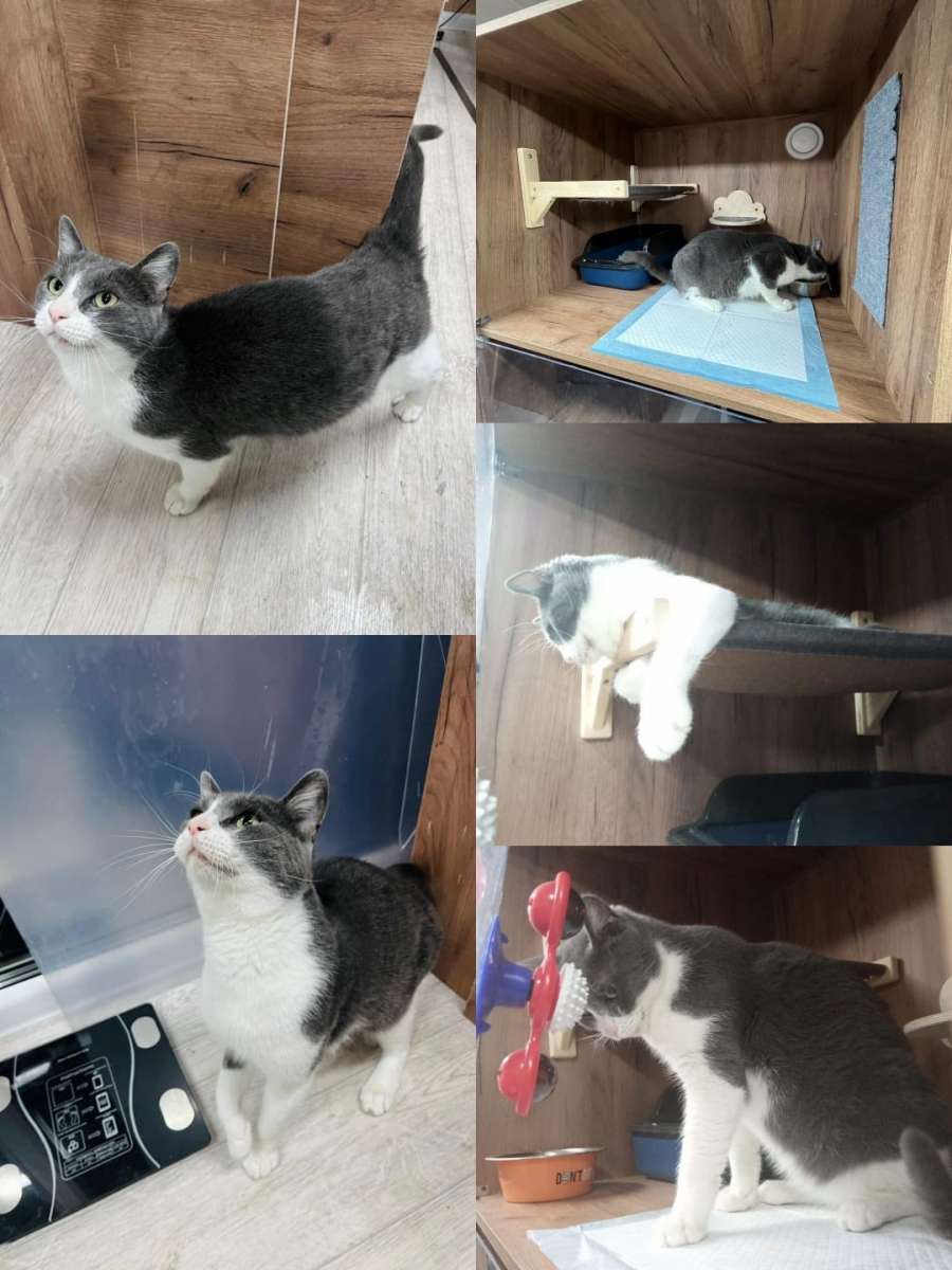 Этот молодой двух летний котик ‍⬛ очень ищет семью ❤Он уже месяца живет в