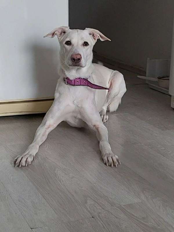 Отдам собаку в добрые руки окрас белый Девочка года Екатеринбург Академический