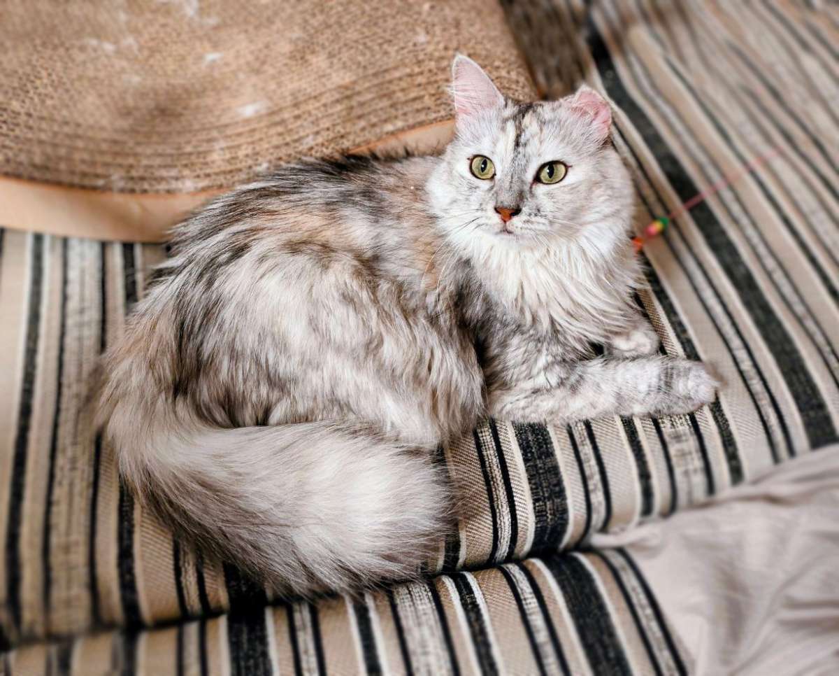 Ищет дом нежная ласковая кошечка Зефирка ❤Жила в сарае на улице стерилизована