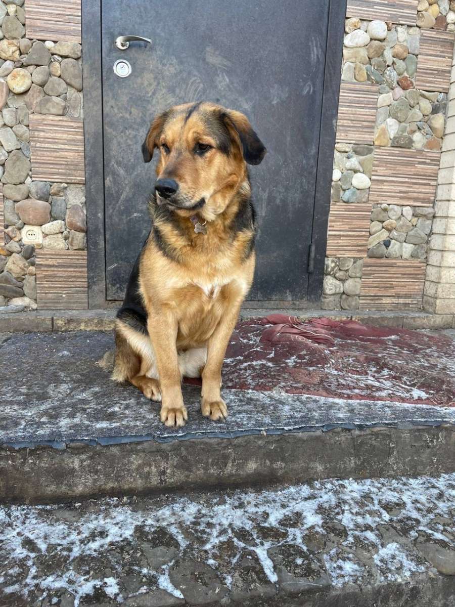 Краснодарский край и Адыгея Ищет дом чудесный пёс Тема ❤Тема очень добрый