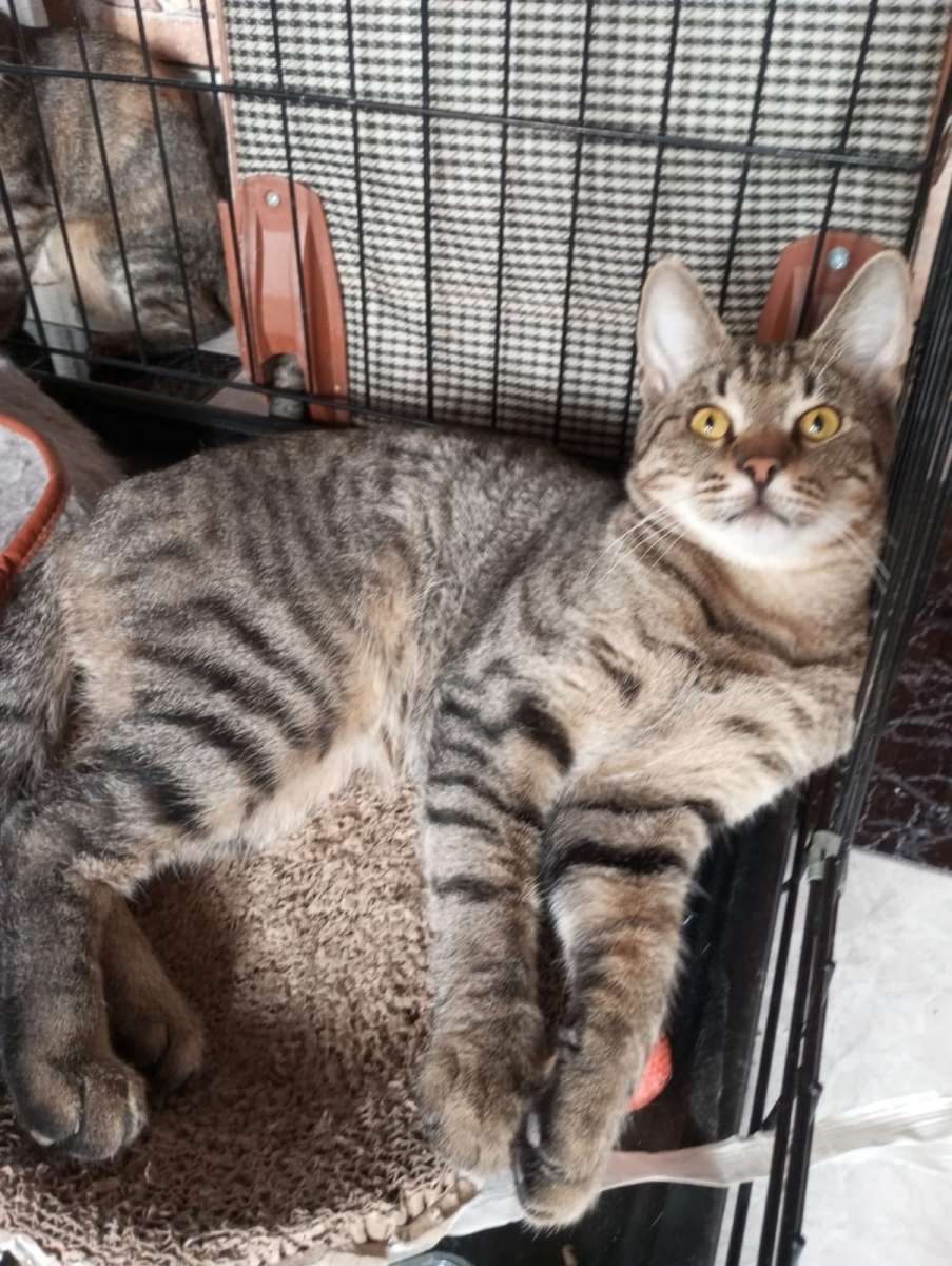 Краснодар ❤Преданный хозяйкой молодой котик Тишка ищет семью Был выброшен на