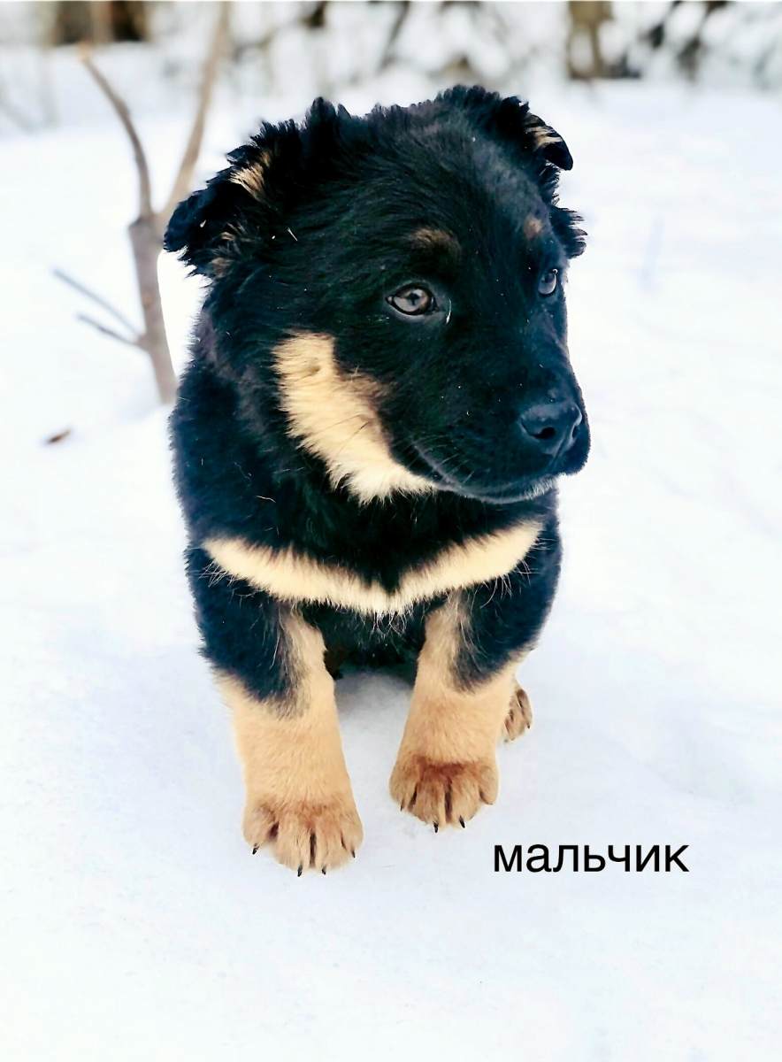 Санкт-Петербург, ЛО. Щенки от маленькой собачки срочно ищут свою семью