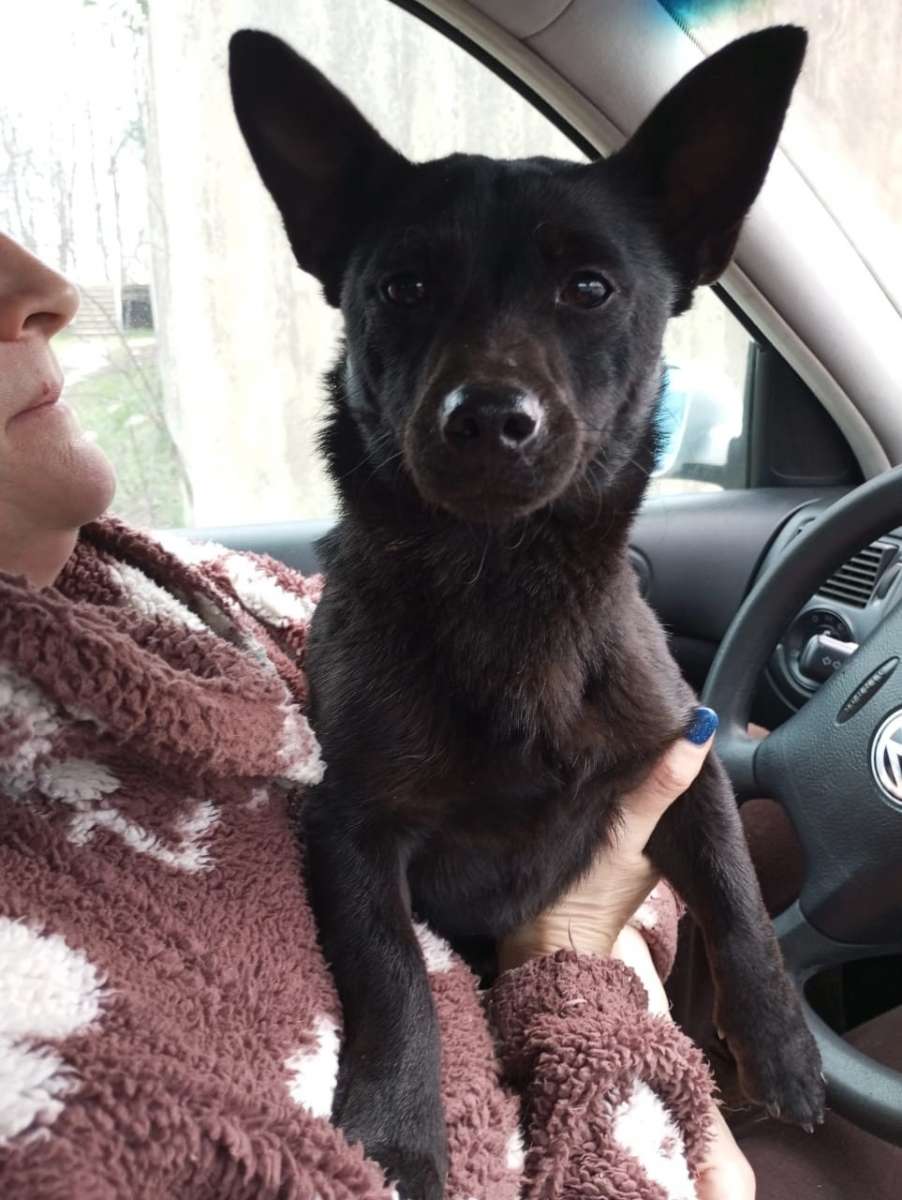 Краснодар ❤Вчера в районе Ранчо Иваныча за ним по Припутевой в леске был найден