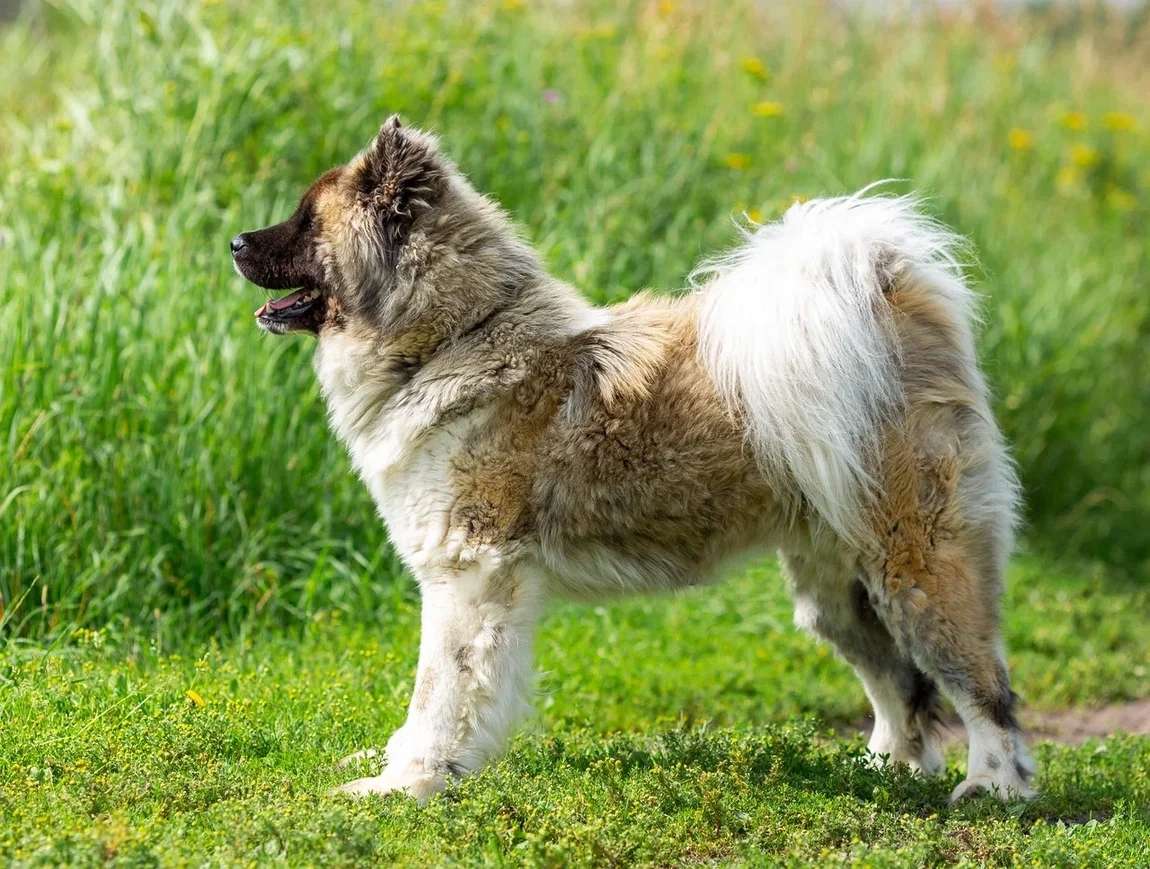 Москва и МО Очень красивый пёс с непростой судьбой ищет дом Его зовут Граф