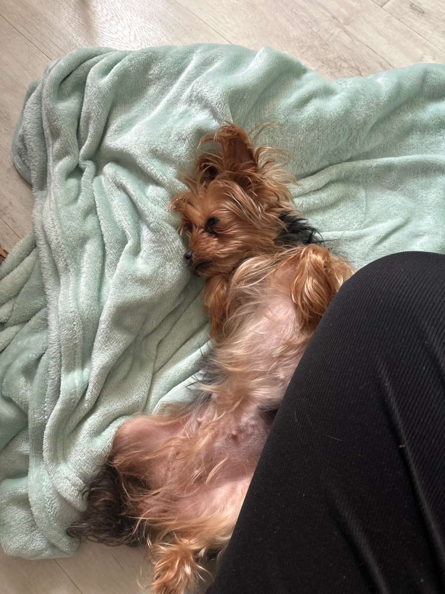 Найдена собака в районе магнита «Экстра» на пешеходном переходе ул Федора