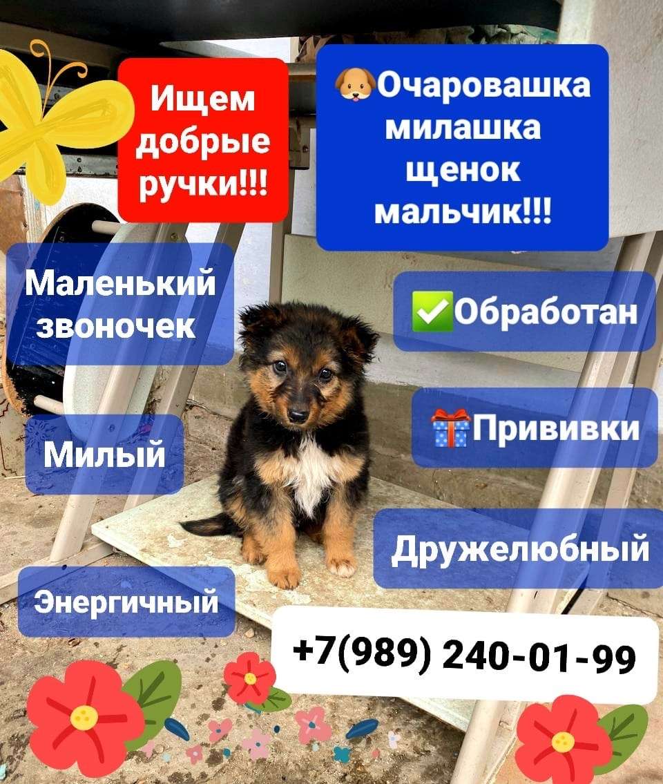 Славянск-на-Кубани Очаровашка-милашка ЩЕНОК МАЛЬЧИК ищет добрые ручки Будет