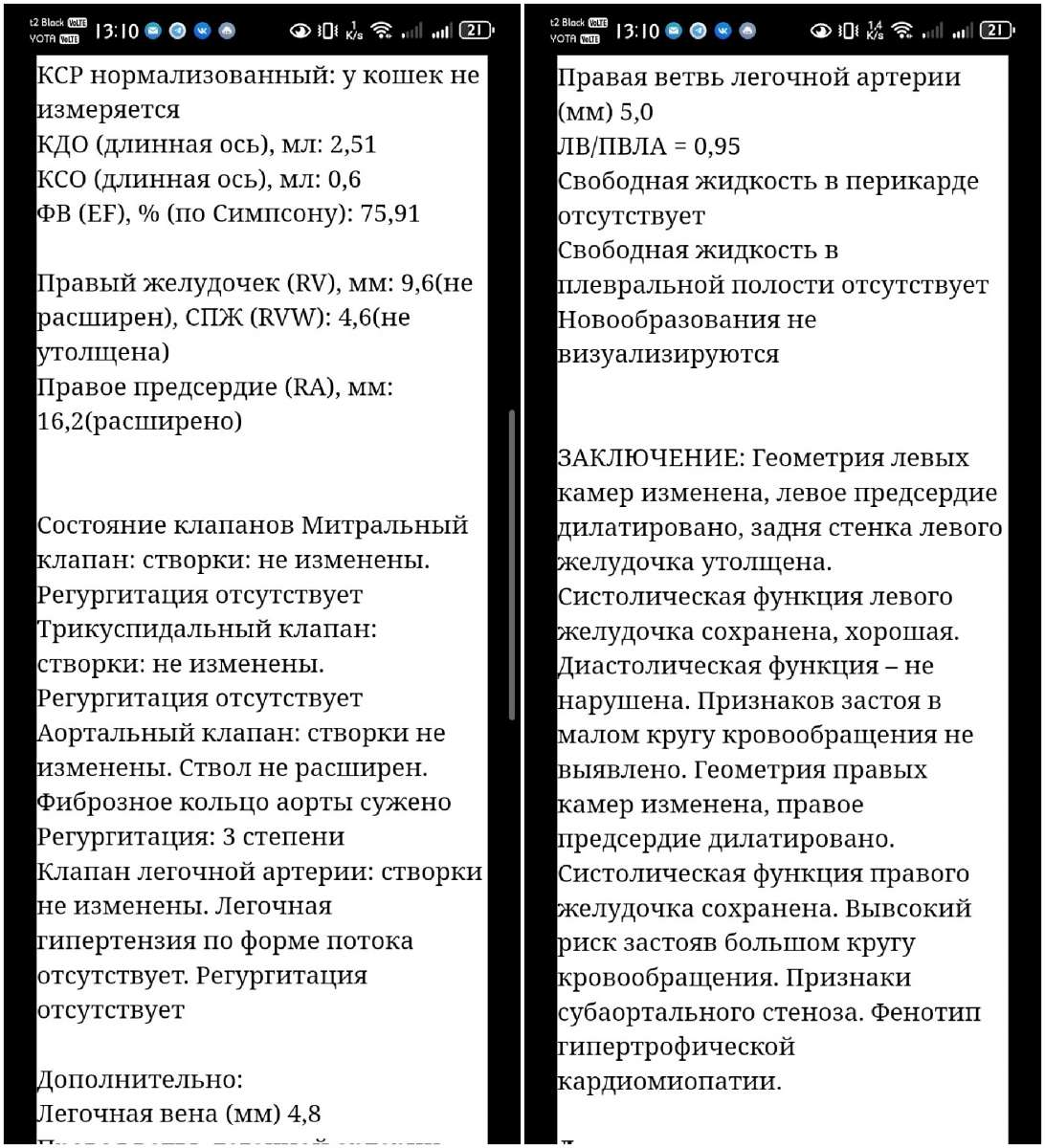 Саратов Здравствуйте ищем дом взрослой кошке дожить отведённое ей время Нашли