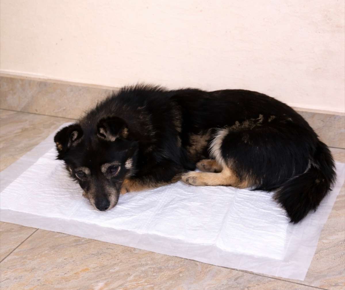 Краснодар Маленький пёс ищет дом Район Авиагородка ❤В районе Авиагородка