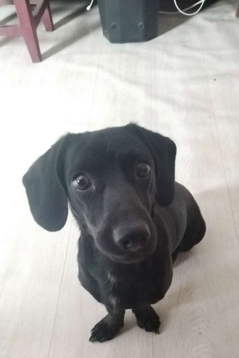 Найден на трассе щенок Мальчик Ищем добрую семью или передержку Игривый