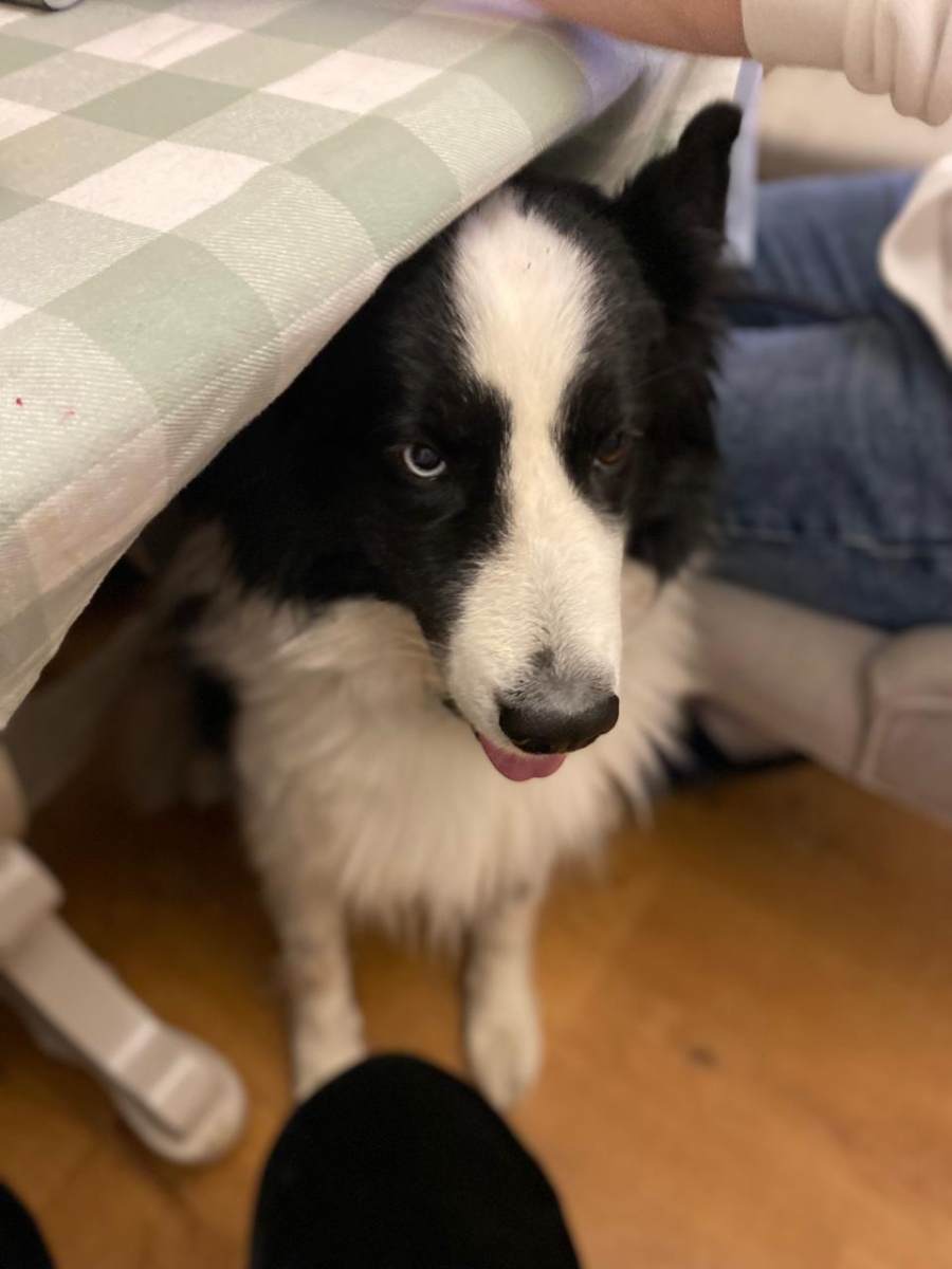 Давайте поможем не попасть такому разноглазому красавцу в приют Арчибальду