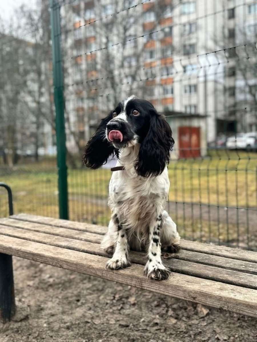 Нижний Новгород В самые добрые руки собака спаниель возраст лет ничего дома не