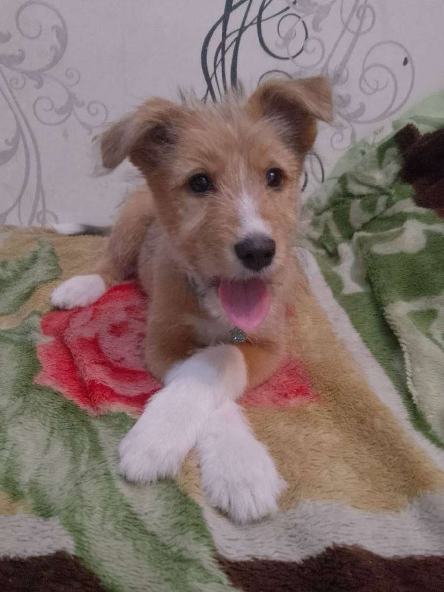 Отдам собаку в добрые руки отдаём связи с переездом ей 5 месяцев в еде не