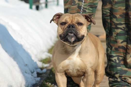 Москва Пристраивается в добрые любящие ручки Ямайке без пары дней года Она