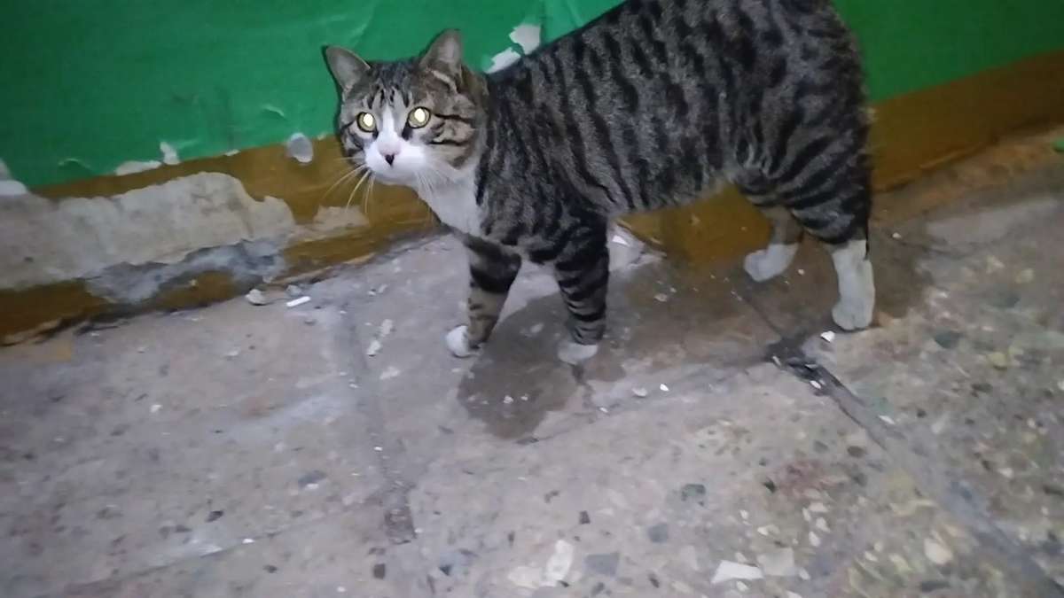 Ласковый котик ищет дом Недавно прибился в подъезд очень активный и ласковый