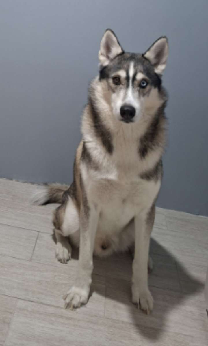 Пропала собака 06 03 порода хаски Кобель игривый может спокойно подойти к