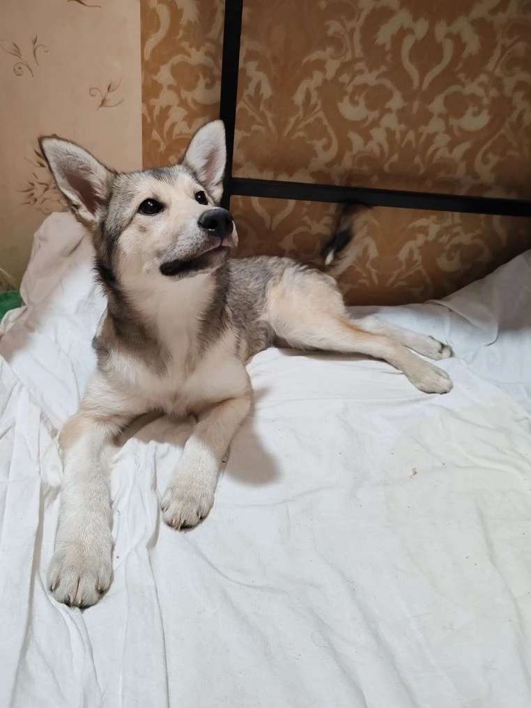 Москва МО Милая Алисочка ищет дом Ласковая сообразительная девочка Подойдёт как