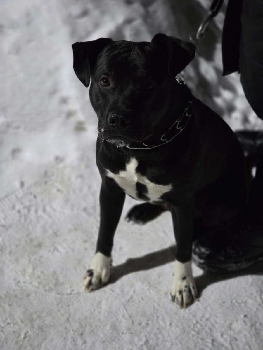 Добрые и ответственные ручки пристраивается метис с питбулем по кличке Царь Мы