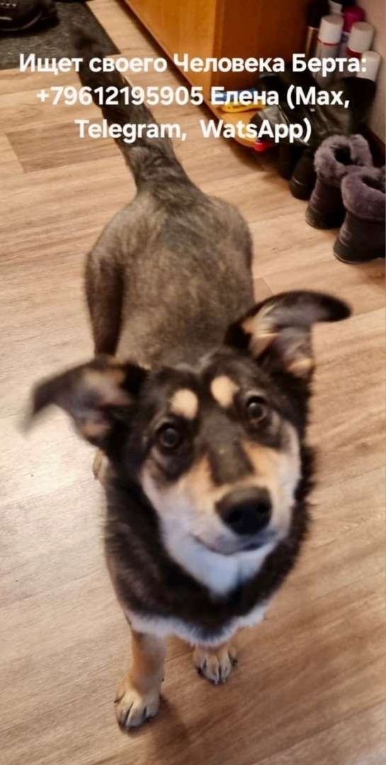 Найдена у ТЦ "Невский" в Октябрьском районе. Очень ждет своего человека ❤️