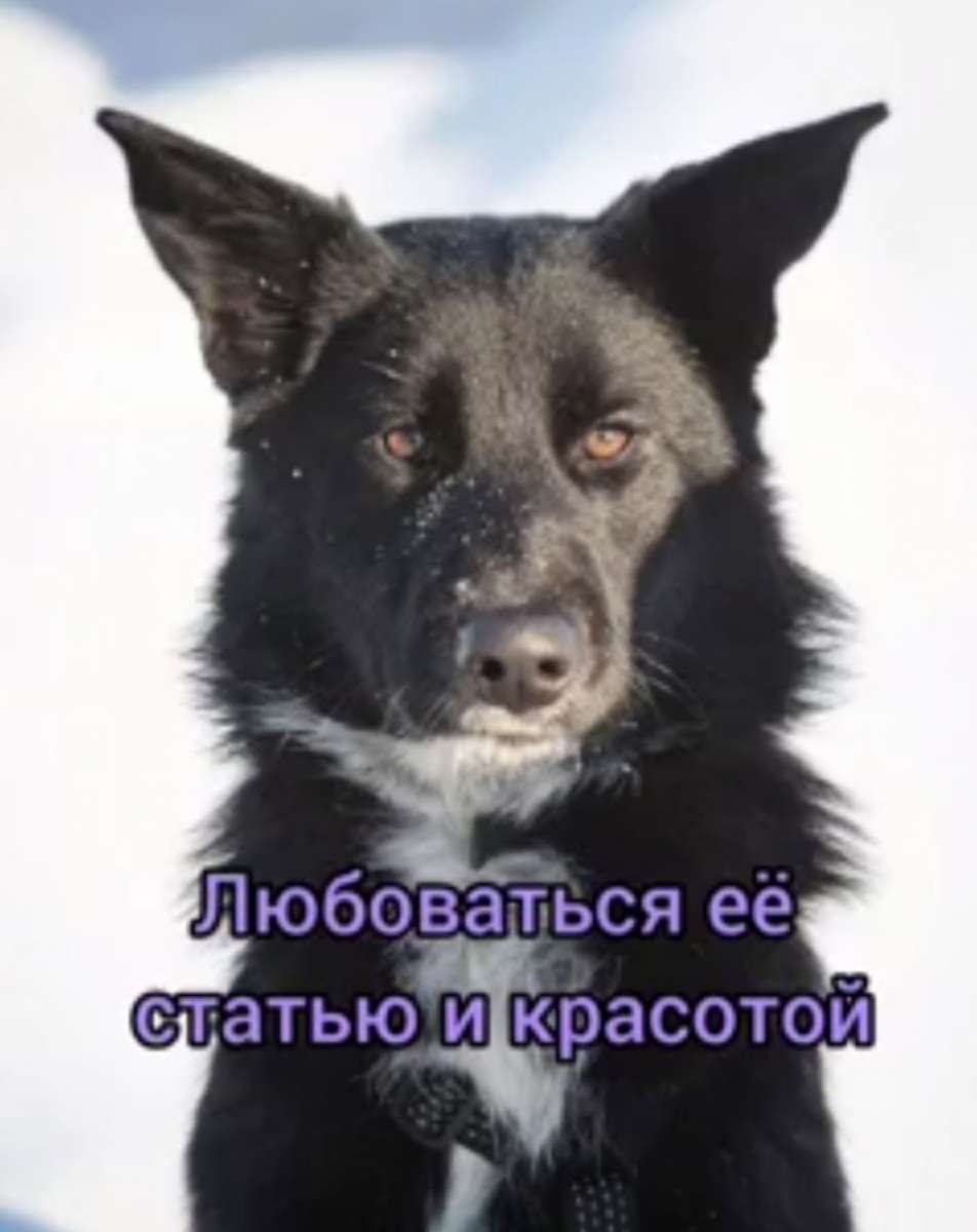 "Крошка" Чара ищет дом и своего человека Посмотрите какая красавица Статная