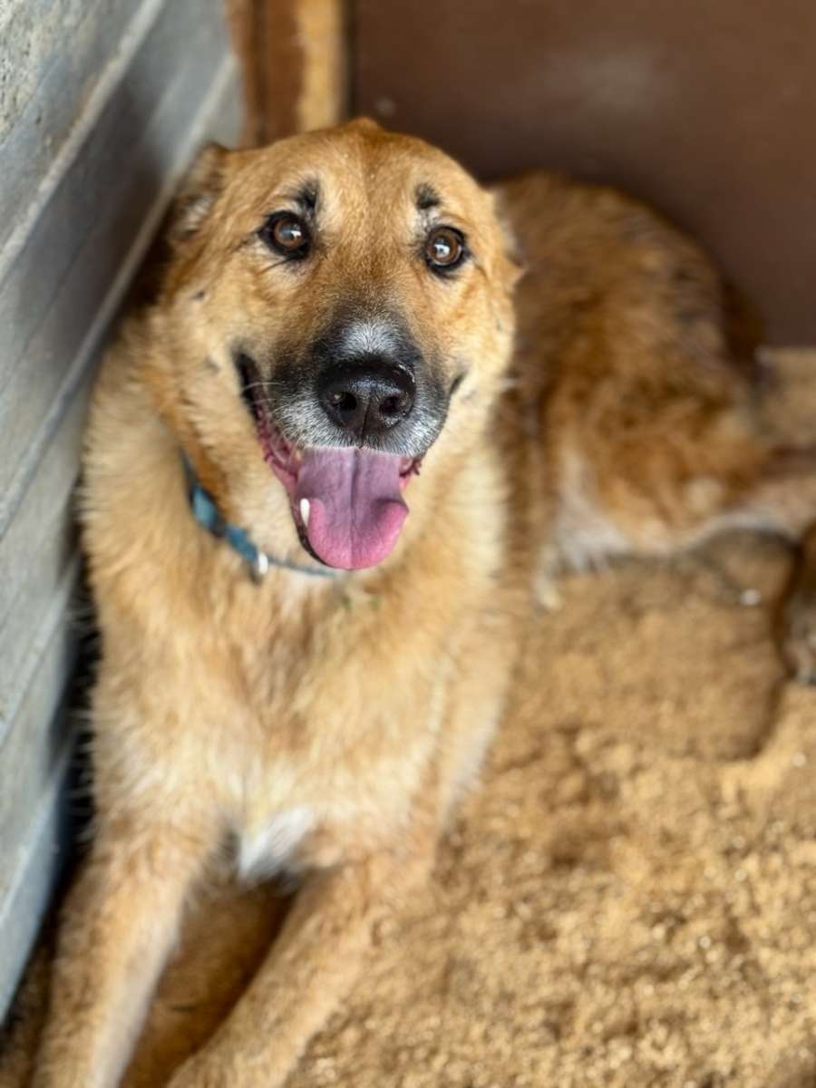 Если вы вдруг еще не знаете эту королеву то спешим вас познакомить с Лизой