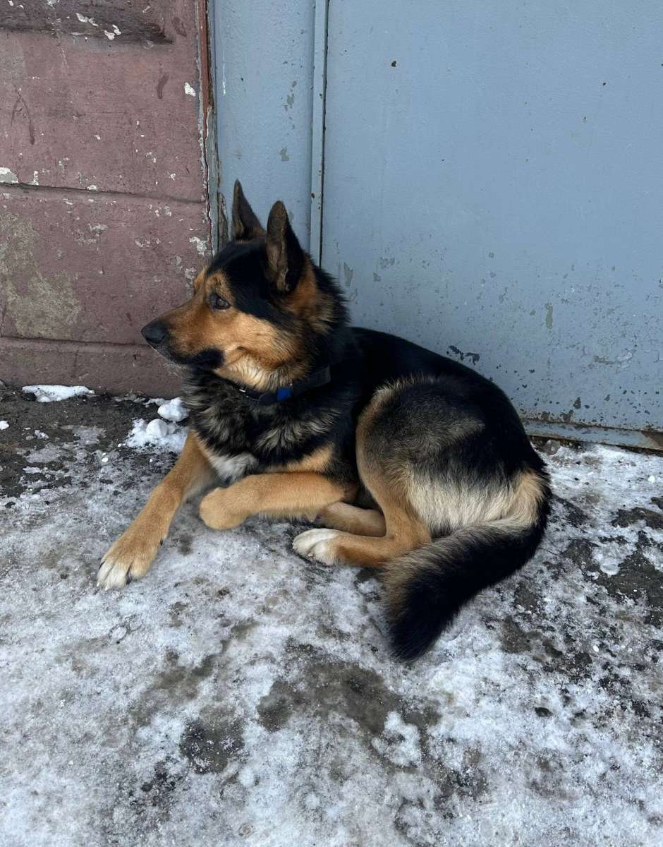 Домашнюю собаку выгнали на улицу У девочки умерла хозяйка теперь она стала