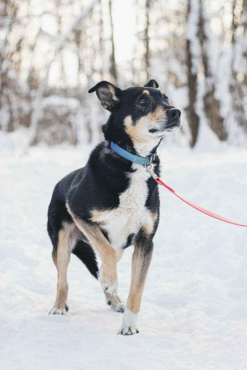 Москва и МО Нежное сердечко которому очень нужен дом Эн-ю компактная