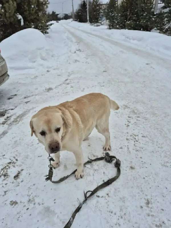 Пристраивается чистокровный лабрадор Самсон Ему лет Произошел пожар дом хозяев