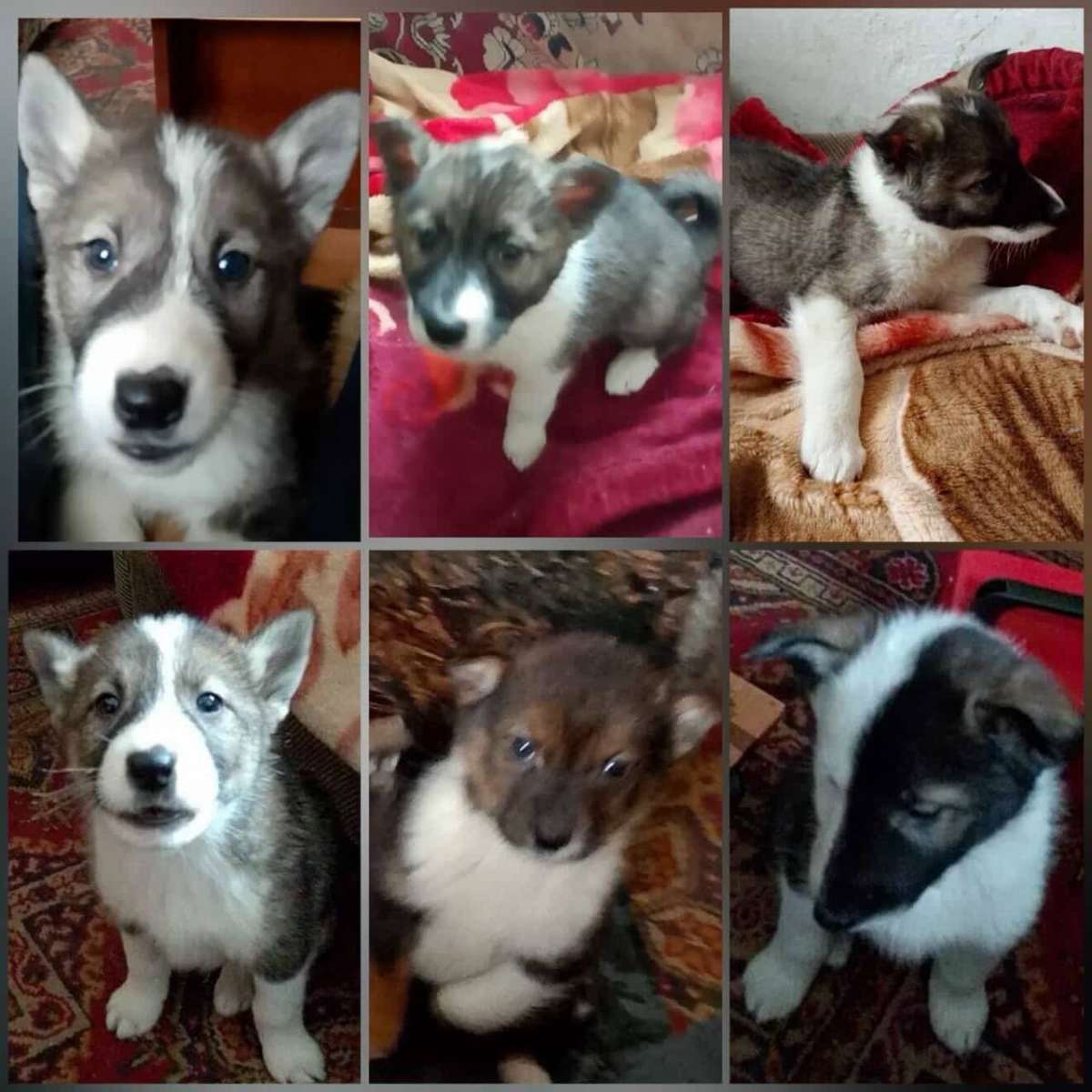 Давайте поможем малышам найти свой дом У мужчины ощенилась лайка он работает