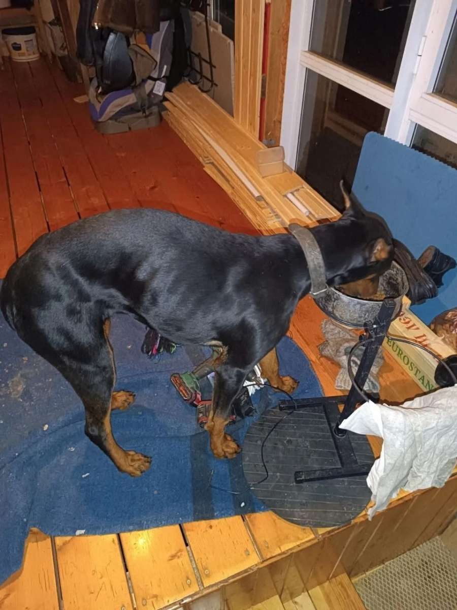 Чебоксары сразу пишу попросили распространить помогаю информационно Доберман