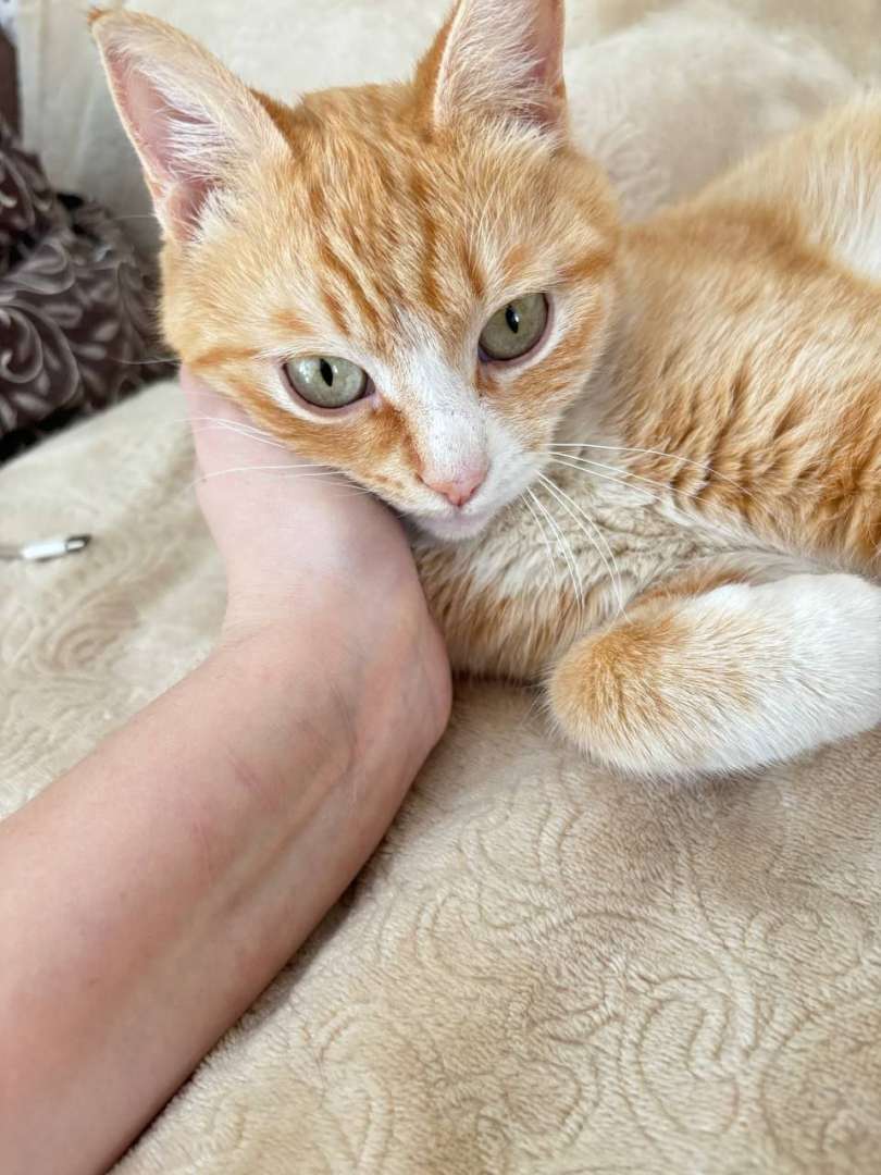 ИЩЕМ ДОМ для брошенной кошечки подростка она не выживет на улице