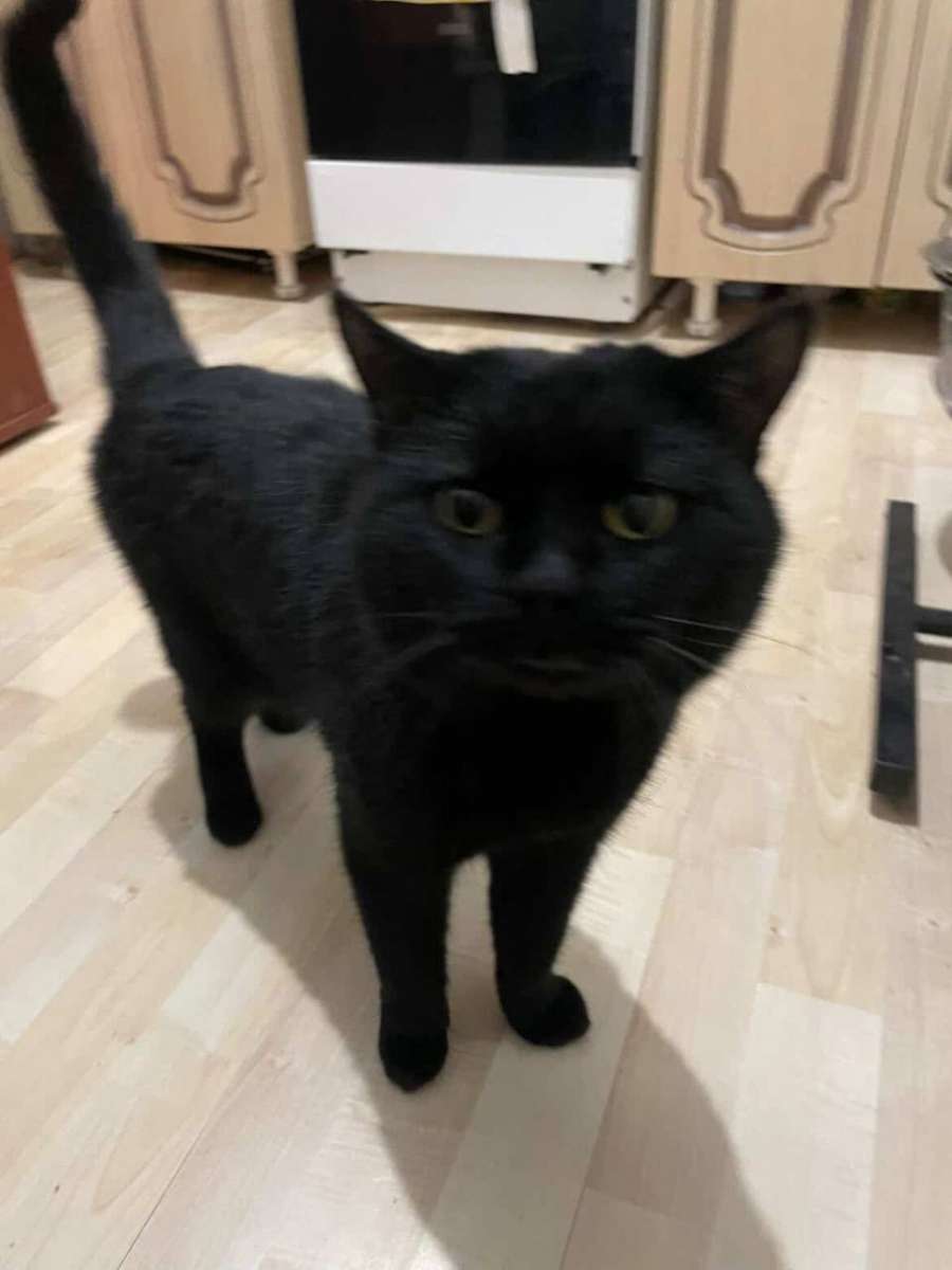 Красавчик ищет дом 7 лет Начал сильно конфликтовать с собакой не кастрирован