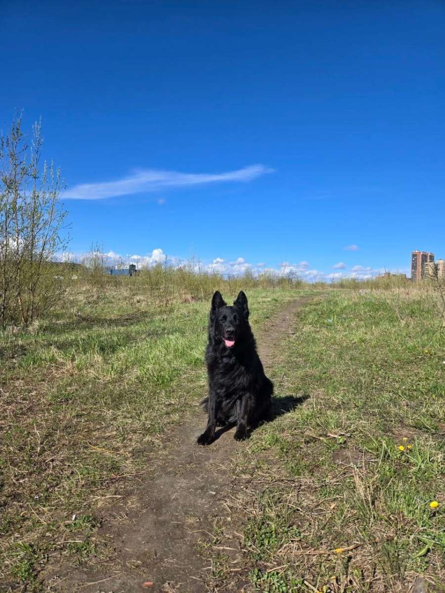 СПб Ленинградская область Длинношерстная немецкая овчарка ищет дом