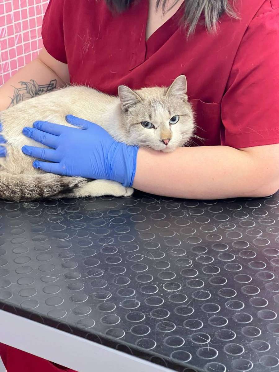 История Чуда в Добром доме Совсем недавно у нас в приюте появился удивительной