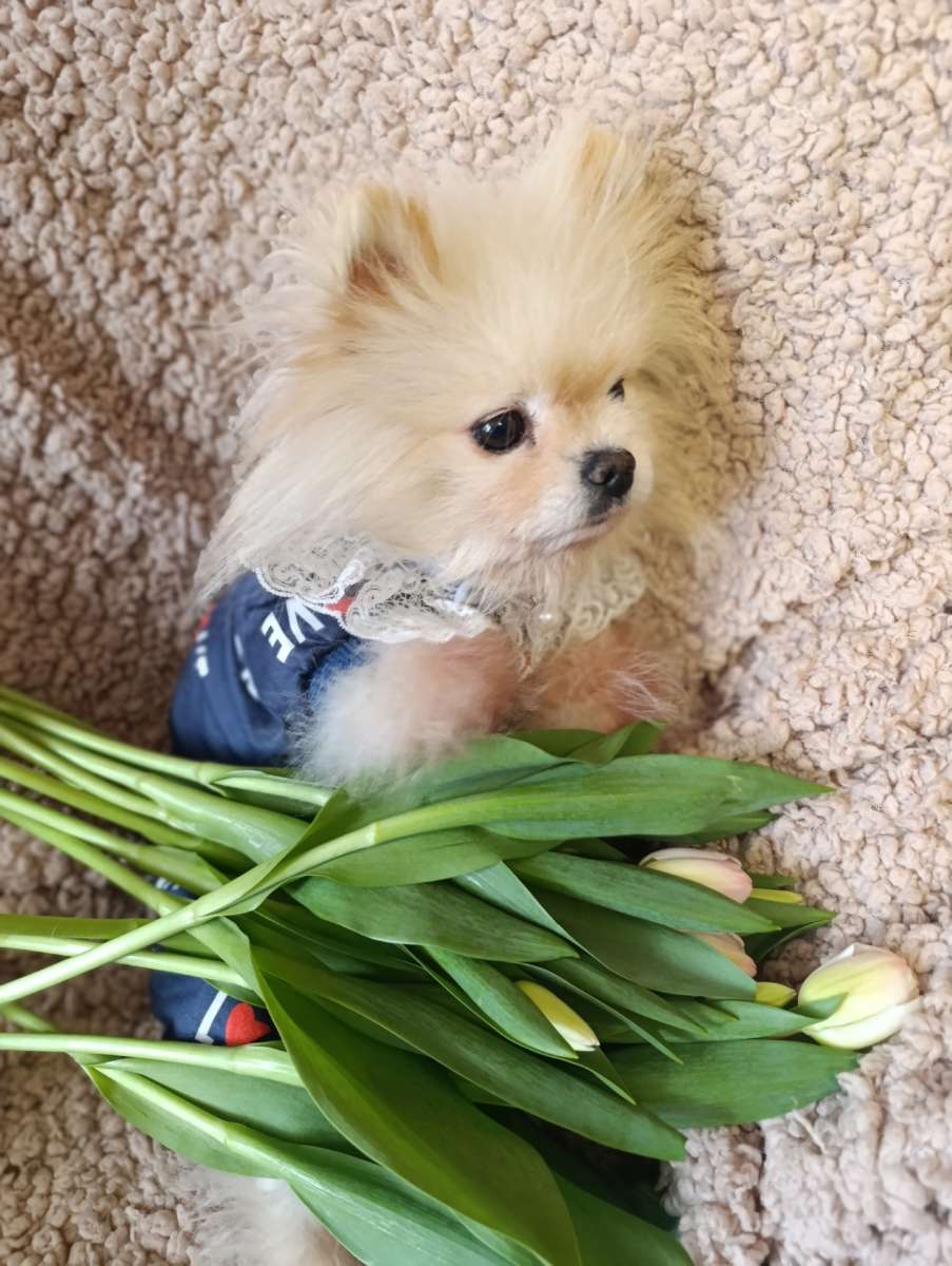 Ричи ждет семью ❤ Москва и МО Ташкентский гамбит 3 5 кг любви примерно 6 лет