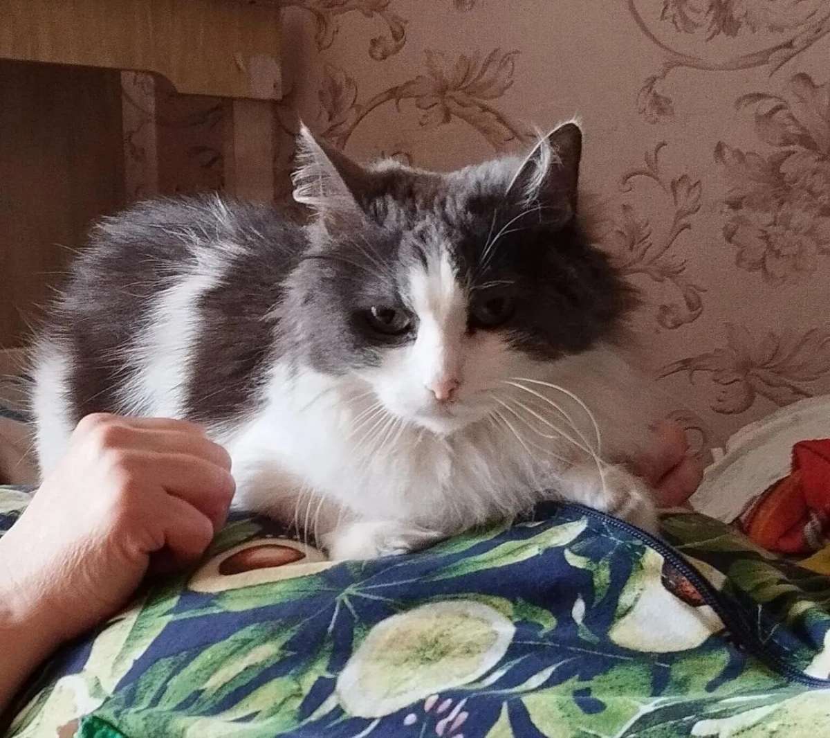 Пристраиваем кошку кошка домашняя жила у бабушки бабушки не стало к себе взять