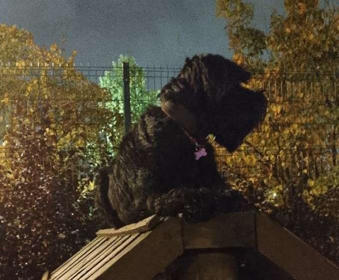 Москва Суке ризеншнауцера Рине нужен новый дом Ей два года д р 15 02 2024 г