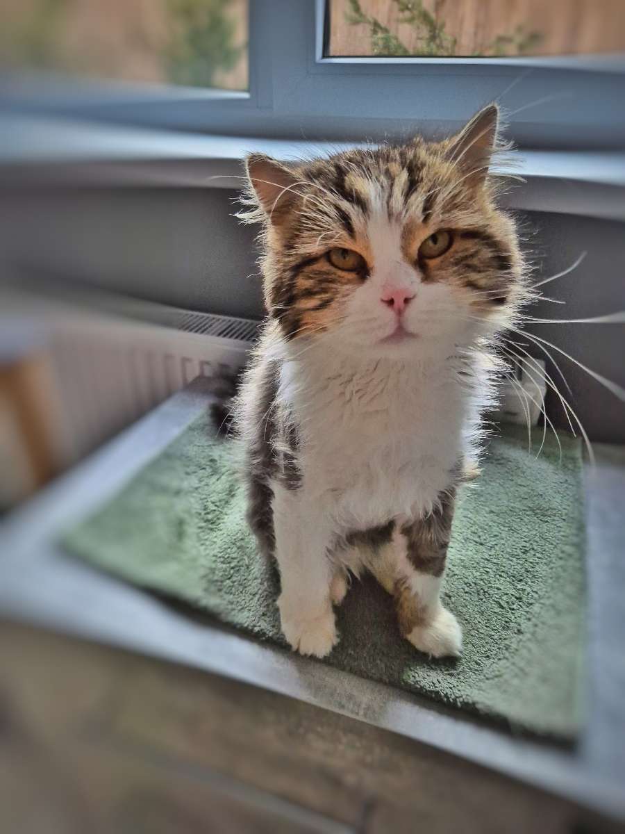 Умный ласковый котик ищет семью Барсу предположительно сибирский кот