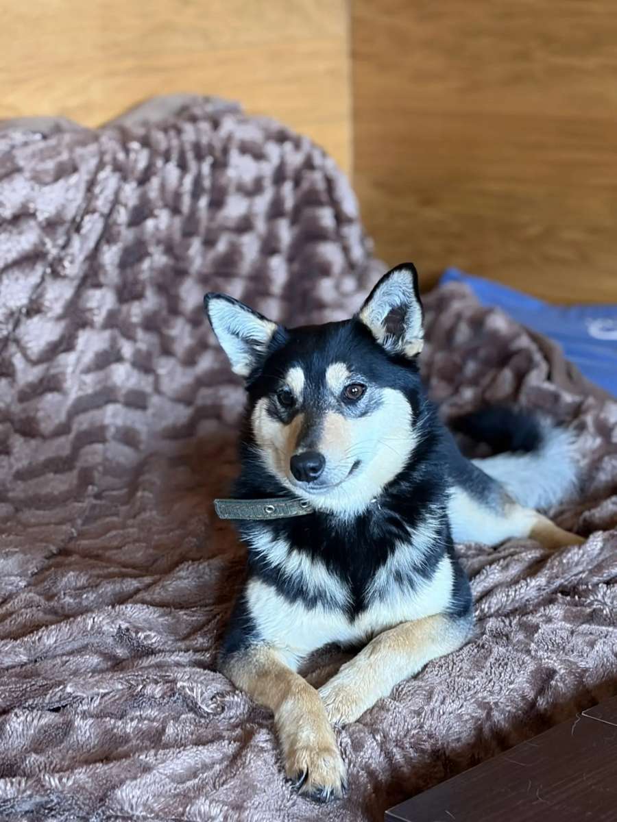 Саратов и другие города Микки готова отправиться домой Малышка с характером