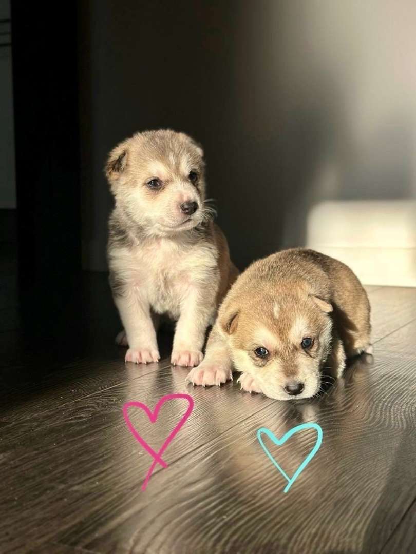 Милые щенята ищут любящих хозяев