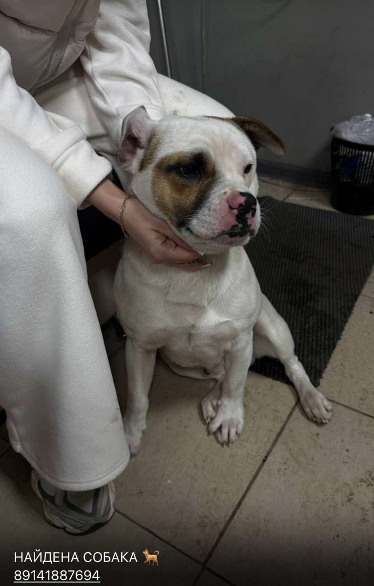 Найден кобель ищу хозяев Внимание Эти животные не являются подопечными Доброго