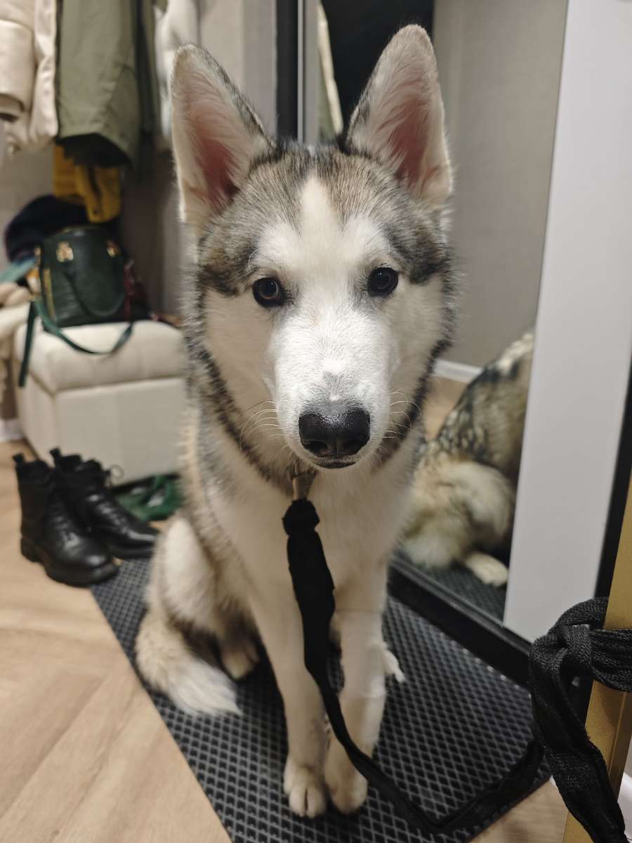 Молодой пёс ищет своего хозяина Ранена лапка есть ошейник Очень ласковый легко